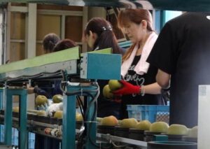 ナシの出荷が始まった南蒲大島選果場で選果機を通す前にまず目視で果実を確認