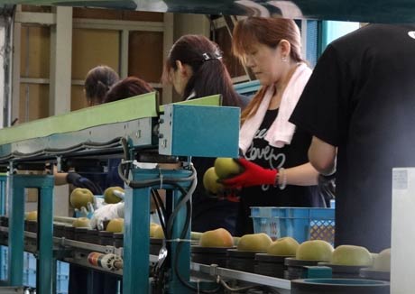 ナシの出荷が始まった南蒲大島選果場で選果機を通す前にまず目視で果実を確認
