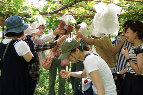 「畑の朝カフェ」5周年祭でブドウ畑ツアー