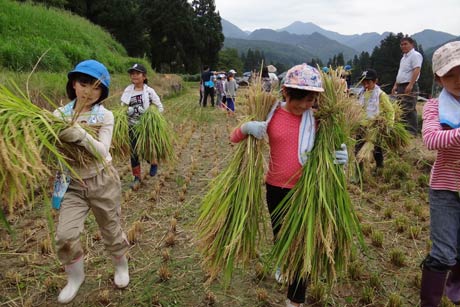 荒川区立第二峡田小児童がことしも三条市で稲刈りやナシ狩りを体験