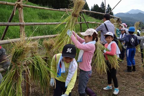 はざ掛け作業にも挑戦