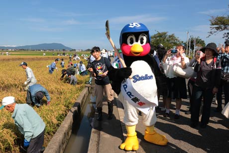 稲刈りに姿を現したつば九郎