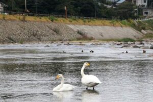 下田地区に飛来したハクチョウ