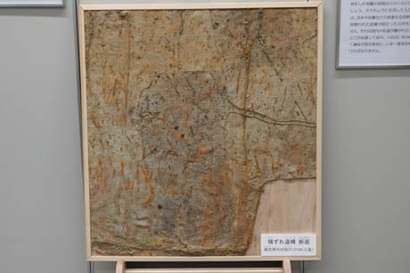 横ずれ遺構の断面の展示