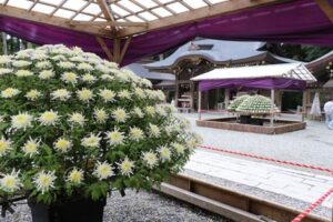 弥彦菊まつりが始まって弥彦の秋の行楽は最盛期に