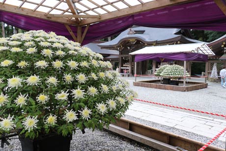 「弥彦菊まつり」第56回新潟県菊花展覧会