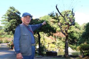 弥彦公園でサルスベリにモミジの宿り木、縁結びのパワースポットにと期待も