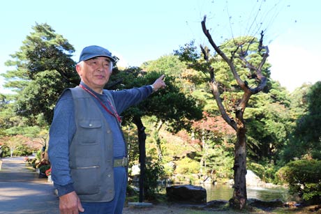 弥彦公園でサルスベリにモミジが宿り木となっているのを見つけた藤原さん