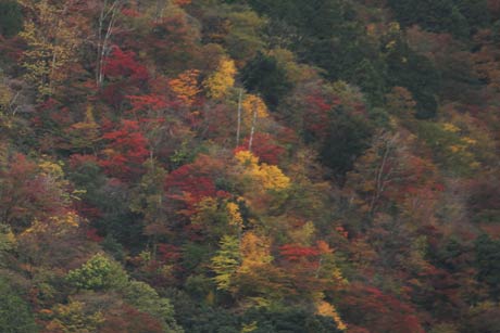 3日の弥彦山の紅葉