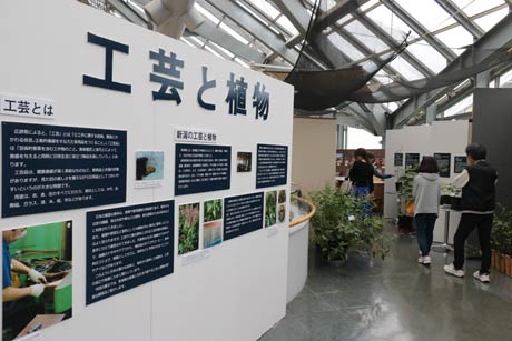 新潟県立植物園で開かれている木か訓点「工芸と植物展」
