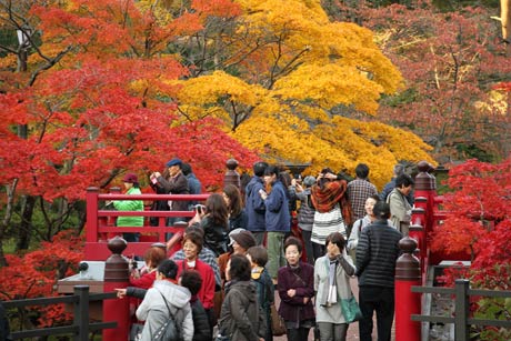 弥彦公園もみじ谷に架かる観月橋は紅葉狩りで大にぎわい