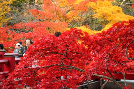 弥彦公園もみじ谷の紅葉