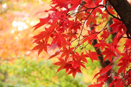 さまざまな葉の色が織り成すコンビネーションが美しい