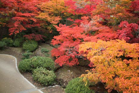弥彦公園もみじ谷の紅葉