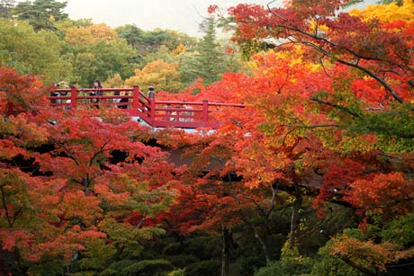 弥彦公園もみじ谷の紅葉
