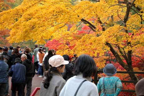 弥彦公園もみじ谷の紅葉