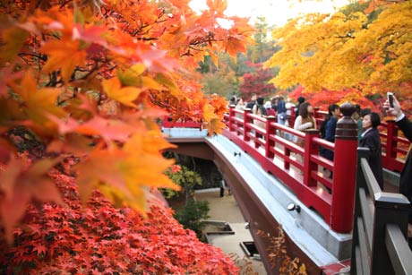 弥彦公園もみじ谷の紅葉