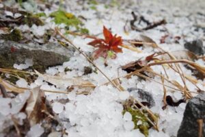 三条市林町地内に積もったあられ