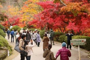 三条で最高気温の9.3度の冷え込みでも紅葉の見ごろを保つ弥彦公園は大にぎわい