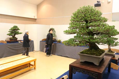 ＝道の駅国上のふれあいパーク久賀美で開かれている秋の分水梢風盆栽展