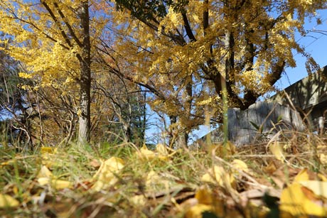 三条市の八幡公園の落葉が進むイチョウ