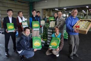 三条市・大島選果場で初出荷の「ル レクチエ」