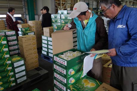 「ル レクチエ」の初出荷