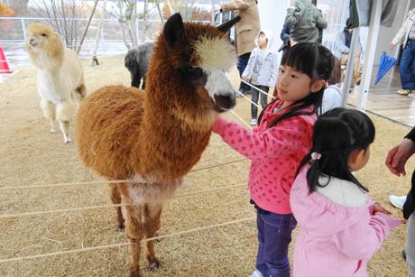 「庭園の郷 保内」に出現した1日限りの「アルパカふれあい園」
