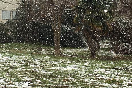 11日昼に燕市で降り続く雪