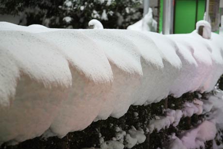 生け垣に積もった雪が生み出すアート