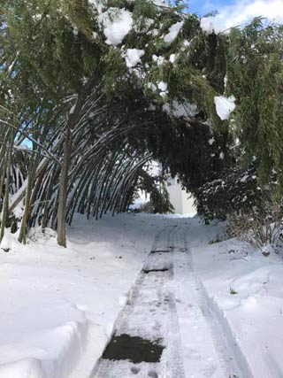 雪が生んだアート、竹のアーチ