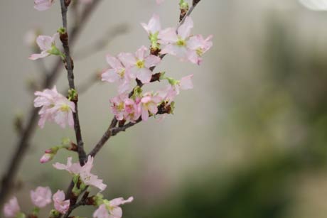 桜