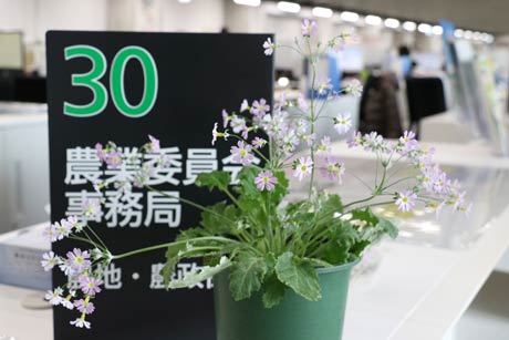 燕市農業委員会事務局の窓口カウンターで春を告げるサクラソウの花
