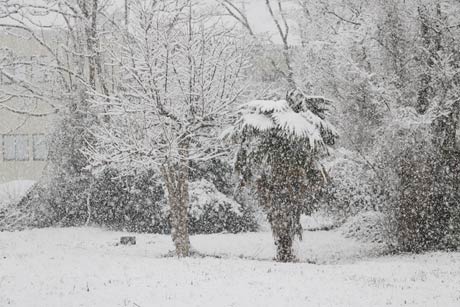 7日午後3時半ころ燕市内で振る大粒の雪