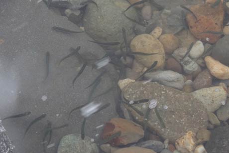 放流されて五十嵐川を泳ぐ稚魚