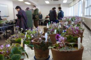 野球場施設で春を告げるようにユキワリソウの花が彩る