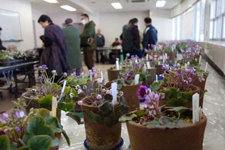 第18回雪割草展示会