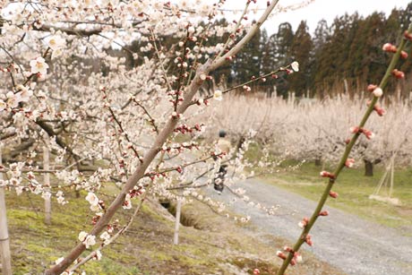 梅畑で咲く「越の梅」