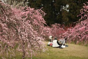 梅林公園のシダレウメ
