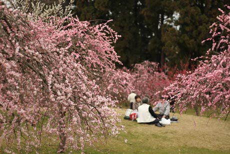 梅林公園のシダレウメ