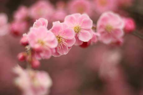 鑑賞用の花梅の美しい花