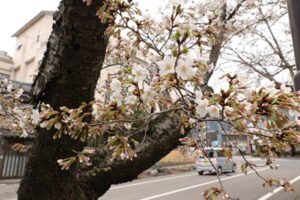 停車場通りに1本だけある早咲きのヒガンザクラは三分咲きから五分咲きに