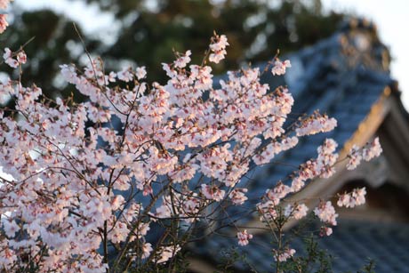 三条市下須頃の諏訪神社のサクラはほぼ満開