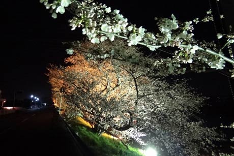 燕消防署前のサクラのライトアップ