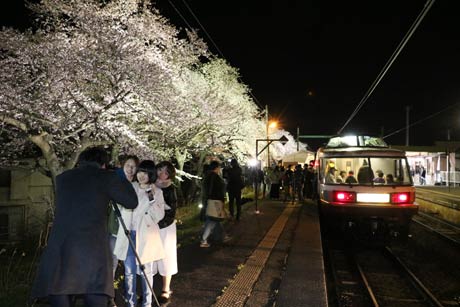 見事なサクラ並木のライトアップとえちご分水夜桜号のお座敷列車「NO.DO.KA」