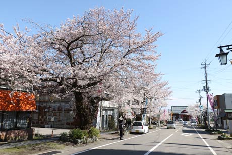 13日の停車場通りのサクラはほぼ満開