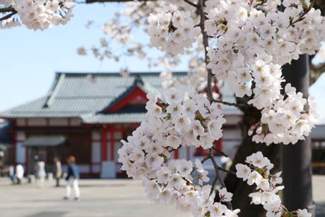サクラと弥彦駅の駅舎