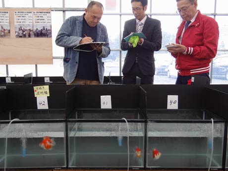 長岡市・いやしの郷で開かれている「越後地金魚ジャパンオープン」