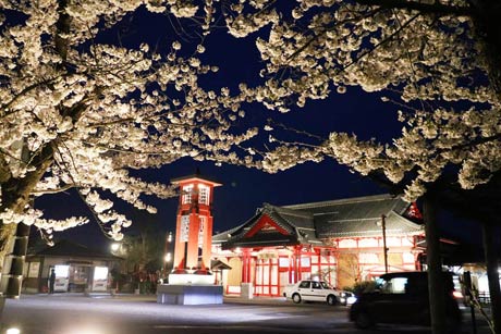 初めて行われている弥彦駅前のサクラのライトアップ
