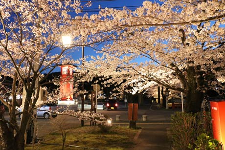  初めて行われている弥彦駅前のサクラのライトアップ